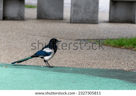 A crow with an unusual color, a black tail and white wings