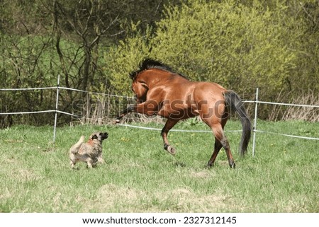 Horse and dog playing together on pasturage