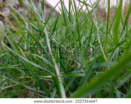 Nice view of grassweeds in the afternoon, Background potrait   lanscape 