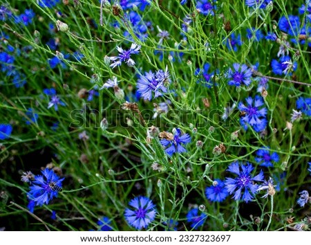 Blue Cornflowers. Close up of Blue Cornflower Flower. Blue Cornflower Herb or Bachelor Button flower. Macro Picture of Corn Flowers.