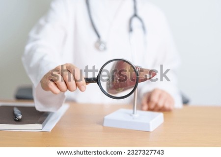 Doctor with human Liver model and Magnifying glass. Liver cancer and Tumor, Jaundice, Viral Hepatitis A, B, C, D, E, Cirrhosis, Failure, Enlarged, Hepatic Encephalopathy and Ascites Fluid in Belly Royalty-Free Stock Photo #2327327743
