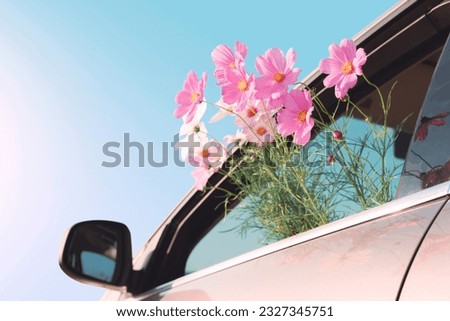 A pink cosmos flower sticking out of the car window. Women buying flowers for gardening And decorate on Valentine's Day to wish you a bright day. Royalty-Free Stock Photo #2327345751