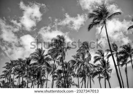 Coconut Palm Tree Grove Under Cirrus Clouds in Tradewinds.
