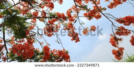 It is a picture of red flowers against the blue sky.