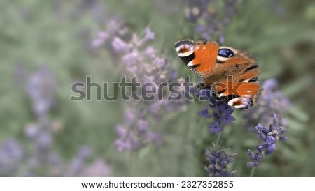 The European peacock - Aglais io is a colourful butterfly. Beautiful macro photography has an attractive blurred background of natural meadow environment. The card has space for text.