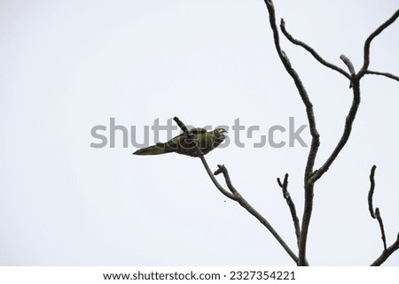 yellow-billed amazon (Amazona collaria), also called the yellow-billed parrot or Jamaican amazon Royalty-Free Stock Photo #2327354221