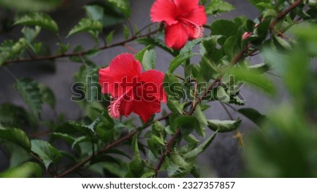 Tropical flower, red china rose, Hibiscus rosa-sinensis blooming in the park.