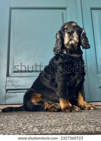 Black dog sitting on black mat with background of blue door