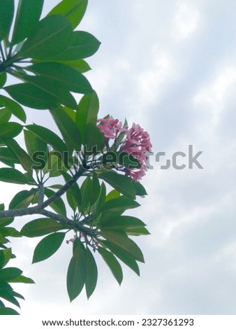 photo of pink flower in quickly cloudy conditions