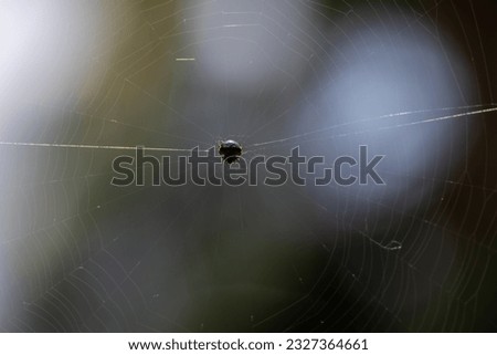 A macro picture of a black spider in a spider web