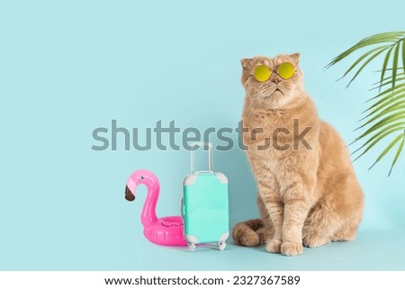 Funny cat wearing sunglasses going on vacation with blue suitcase and flamingo rubber ring. Summer vibes. Cat traveler. Summer travel concept. Tour operator promotion. pet hotel