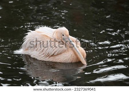 A Pelecanus onocrotalus bird in water Royalty-Free Stock Photo #2327369041