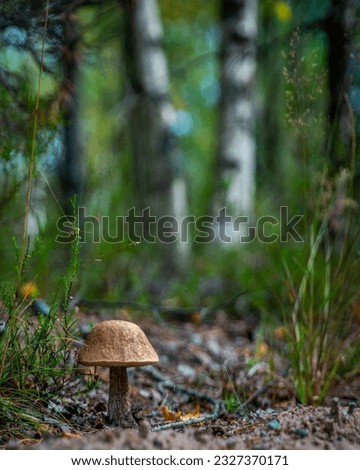 Beautiful mushroom in nature world 
