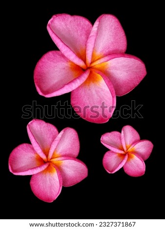 flowers or frangipani, beautiful floral background pattern 