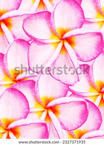 flowers or frangipani, beautiful floral background pattern 