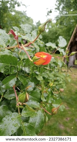 rose summer orange budbush cluster