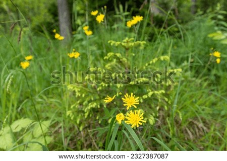 View with bright yellow dandelions in a green meadow
