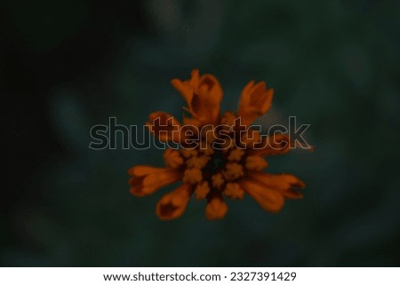 Marigold flower, Sri Lanka, July, green environment.