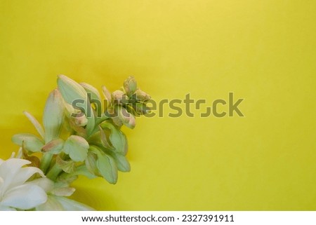 Beautiful picture of flowers ,Florals composition of tuberose on yellow background 
