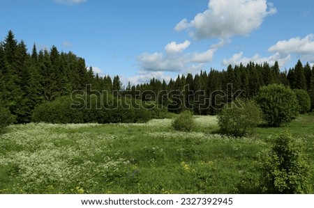 Roadside natural landscape. Forest edge on a sunny summer day. A small lawn in front of a forest with lots of wildflowers. Kirov region.