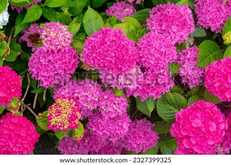 Selective focus of Hydrangea in the garden, Bushes of purple pink ornamental flower with green leaves, Hortensia flowers are produced from early spring to late autumn, Natural floral background. Royalty-Free Stock Photo #2327399325