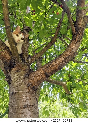 Cat in a cherry tree in summer