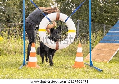 Black Old German Shepherd tries to take an obstacle