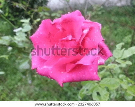 
Their stems are usually prickly and their glossy, green leaves have toothed edges. Rose flowers vary in size and shape. 