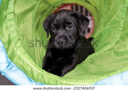 Black Labrador crawl through a tunnel. Royalty-Free Stock Photo #2327406937