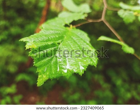  In the forest, rain-soaked green leaves of plants glisten, creating a refreshing and revitalizing scene of vibrant life