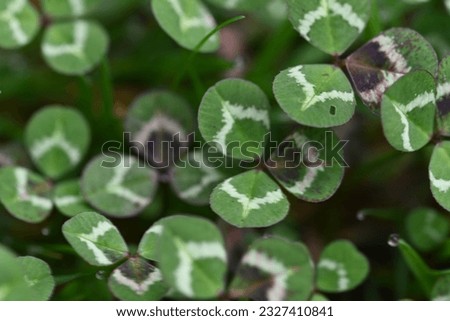 Close up of the green leaves of Clover