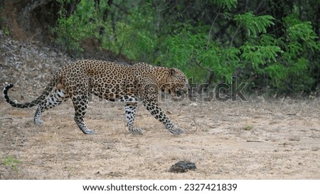 Historically, Sri Lanka was home to the Sri Lankan subspecies of the leopard, not tigers. However, the Sri Lankan leopard (Panthera pardus kotiya) is a beautiful and elusive big cat that can be found 