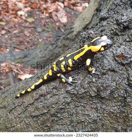 Poisonous fire salamander is a common species of salamander found in Europe. It is black with yellow spots or stripes amphibian ( latin name Salamandra salamandra ) observed in Bratislava Slovakia 