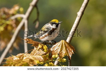 Closeup of a male Chestnut sided Warbler perching on a leafy branch during spring migration, Long Point, Ontario, Canada. Scientific name is Setophaga pensylvanica Royalty-Free Stock Photo #2327427205