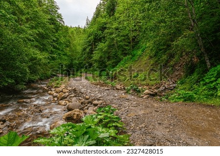 The road leading through the dense forest to the Guk waterfall. Mountain Creek. Mykulychyn village. Tourist attraction. Bukovel area. Royalty-Free Stock Photo #2327428015