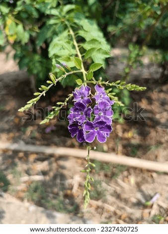 ฺBeautiful purple Crepping Sky Flower in Thailand.