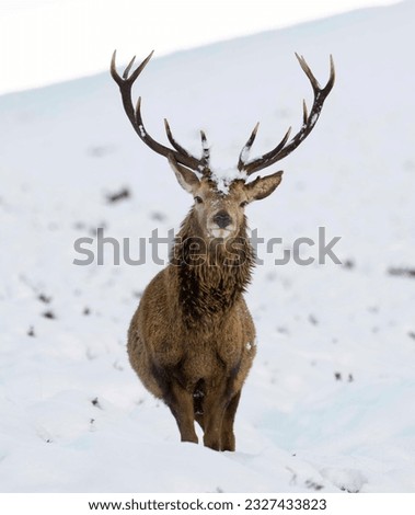 Winter Animal into the winter mountain
