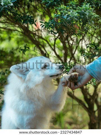 Cute white dog giving pow to a man, National dog day image, Taking care of animals and friendship concept photography