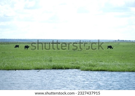 Chobe national park un Botswana, Africa