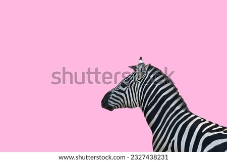 Zebra isolated on pink backround. Concept with copy space.