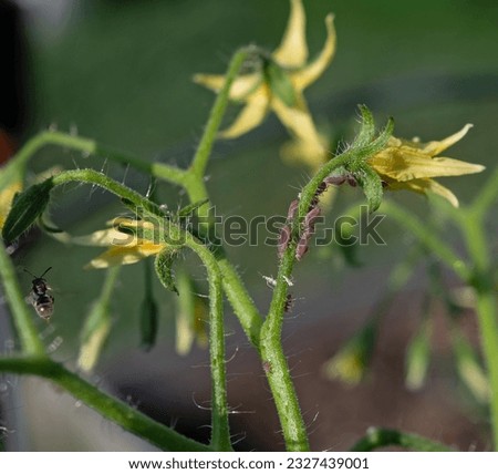 Aphids on Tomato flowers. Tomato blooming yellow flowers with blurred back ground Royalty-Free Stock Photo #2327439001