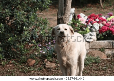 A charming white sheepdog takes center stage, surrounded by a backdrop of flourishing gardens, embodying the perfect blend of nature's beauty and the loyal companionship of man's best friend.