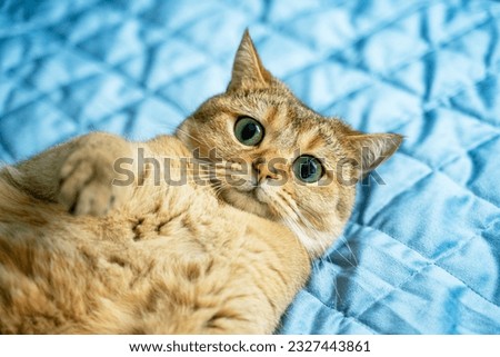 a beautiful red-haired green-eyed cat lies on his back with his belly up on a blue background and looks into the frame, his eyes are big and cute, begging eyes