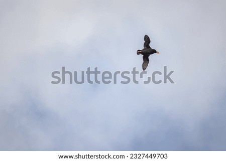 Tufted Puffin flying towards photographer in Pacific Northwest