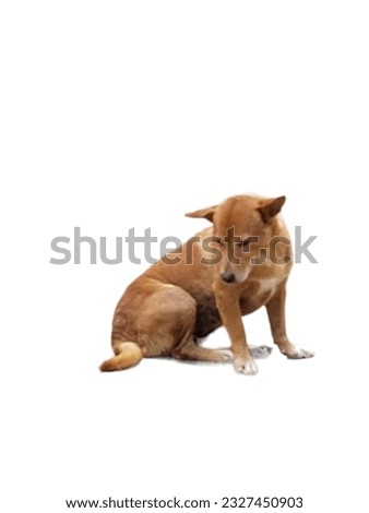 native thai dog and background