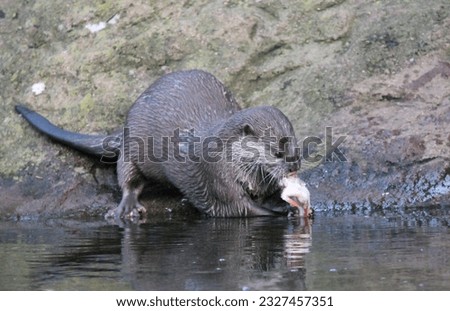 Wet otter eating a fish on edge of river