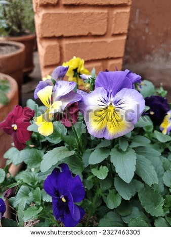 Viola Halo Sky Blue. Soft blue surrounding a yellow and white centre with dark whiskers coming from the eye.