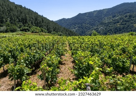 Vineyards in the rugged area of the Ribeira Sacra. Lugo, Galicia, Spain. Royalty-Free Stock Photo #2327463629