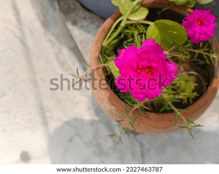 portulaca Pink Flower Plant, Natural Moss-rose Double Pink Heirloom Portulaca, Pink flower photography, pink flowers, flower photography, nature photography