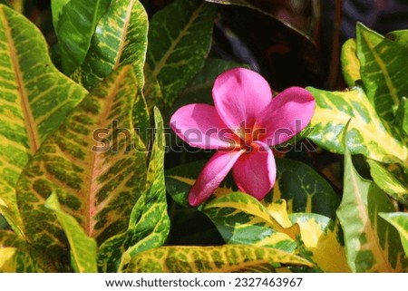 The beauty of flower plants. flowers with attractive colors.